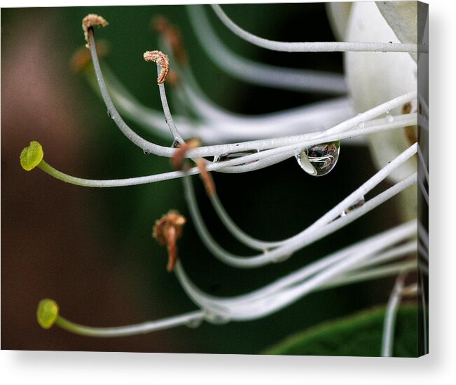 Flower Acrylic Print featuring the photograph Honeysuckle Dewdrop by William Selander