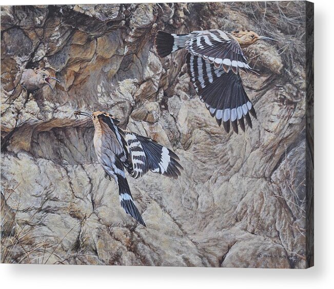 Wildlife Paintings Acrylic Print featuring the painting Hoopoes Feeding by Alan M Hunt