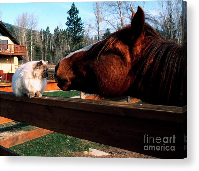Usa Acrylic Print featuring the photograph Horse and Cat Nuzzle by Thomas R Fletcher