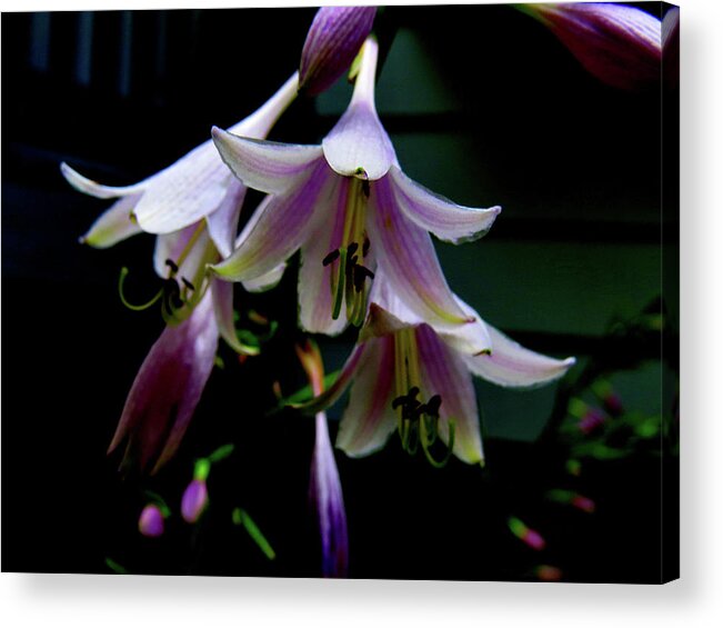 Purple Blossoms Acrylic Print featuring the photograph Hostas Blossoms by Linda Stern