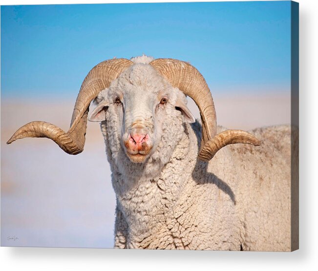 Ram Acrylic Print featuring the photograph In Charge by Amanda Smith