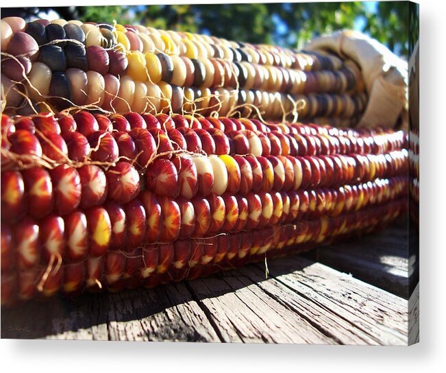 Indian Corn Acrylic Print featuring the photograph Indian Corn on The Cob by Shawna Rowe