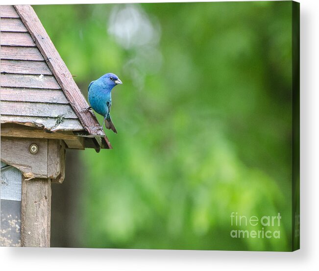Bird Acrylic Print featuring the photograph Indigo Bunting 2 by Donna Brown