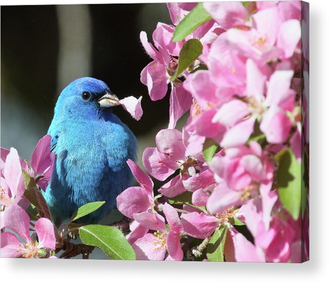 Indigo Bunting Acrylic Print featuring the photograph Indigo Bunting with a Flower Petal by Duane Cross