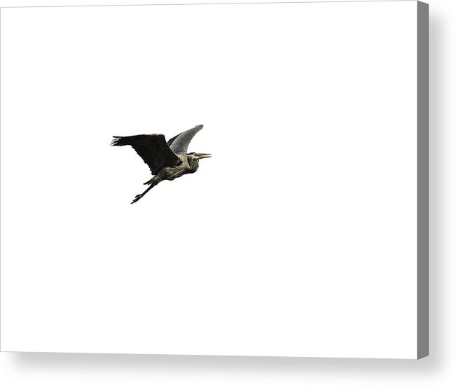 Great Blue Heron Acrylic Print featuring the photograph Isolated Great Blue Heron 2015-3 by Thomas Young