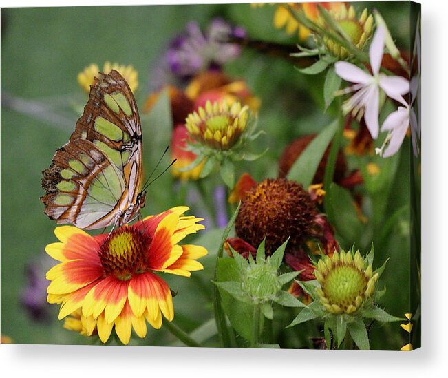 Butterfly Acrylic Print featuring the photograph It's A Colorful World by Living Color Photography Lorraine Lynch