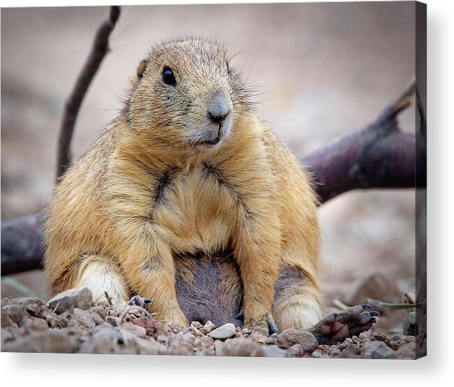 Prairie Dogs Acrylic Print featuring the photograph It's One Of Them Days by Elaine Malott