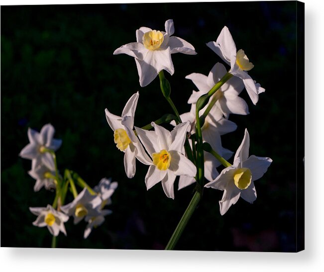 Flower Acrylic Print featuring the photograph January Surprise by Derek Dean