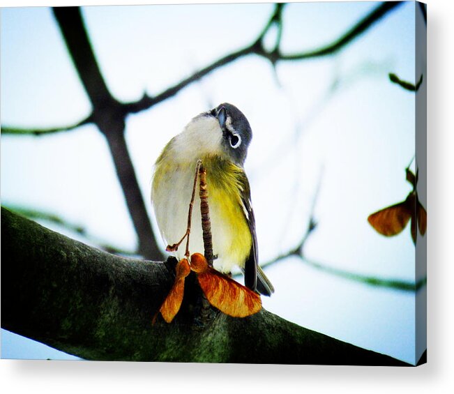 Blue-headed Vireo Acrylic Print featuring the photograph Just Curious by Zinvolle Art