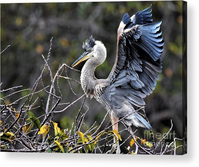 Immature Great Blue Heron Acrylic Print featuring the photograph Juvenile Great Blue Heron by Julie Adair