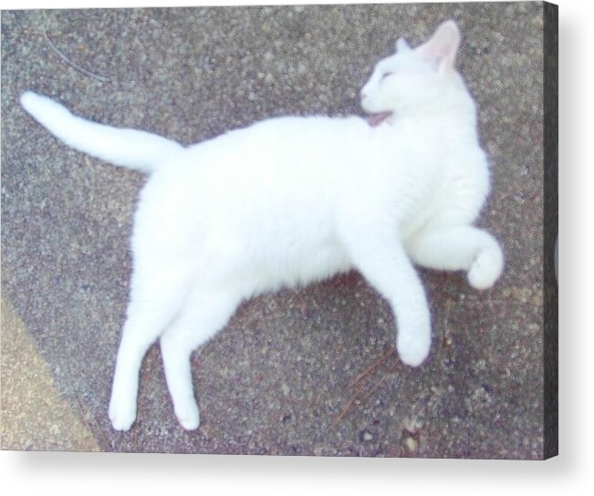 Cat Acrylic Print featuring the photograph Kitty Ballet by Denise F Fulmer