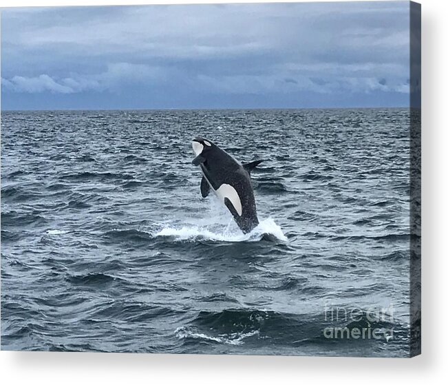 Orca Acrylic Print featuring the photograph Leaping Orca by Barbara Von Pagel