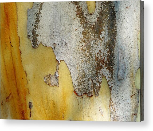 Leopard Tree Acrylic Print featuring the photograph Leopard Tree Bark Abstract No.3 by Denise Clark