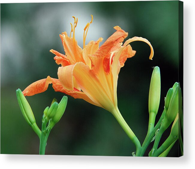 Lily Acrylic Print featuring the photograph Lily by Jim Benest