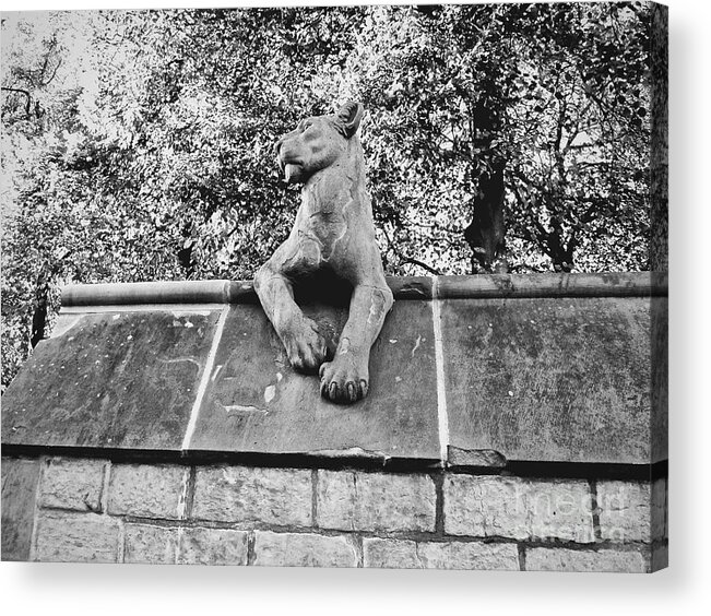 Lioness Acrylic Print featuring the photograph Lion on the Wall by Rachel Morrison