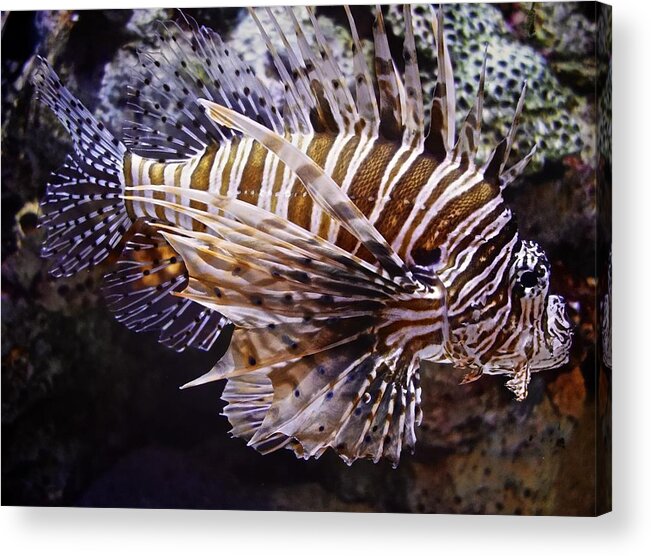 Lion Fish Acrylic Print featuring the painting Lionfish by Joan Reese