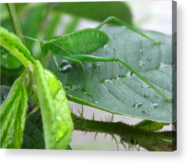  Acrylic Print featuring the photograph Long Green Legs by Miss McLean