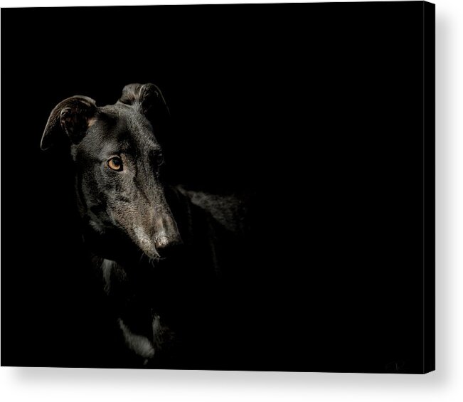 Dog Acrylic Print featuring the photograph Loyalty by Paul Neville