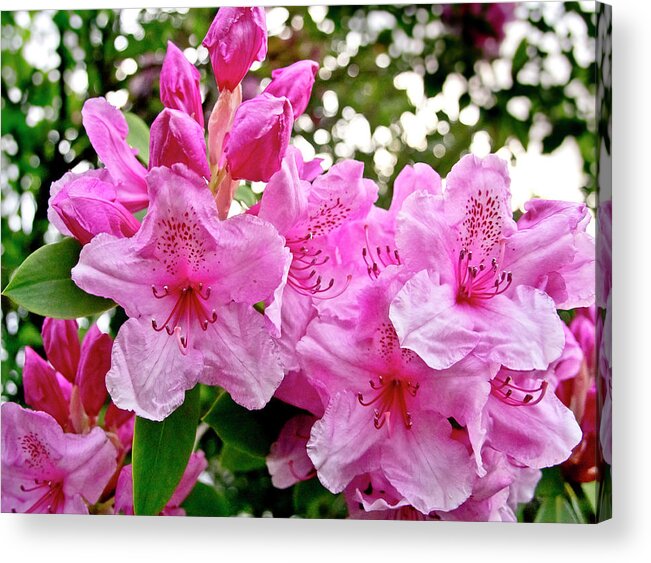 Lush Acrylic Print featuring the photograph Lush spring of the pink rhododendrons. by Elena Perelman