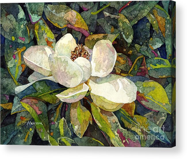 Magnolia Acrylic Print featuring the painting Magnolia Blossom by Hailey E Herrera