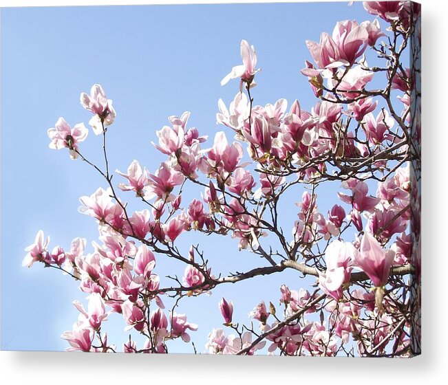 Magnolia Acrylic Print featuring the photograph Magnolia Tree against Blue Sky by Carol Sweetwood