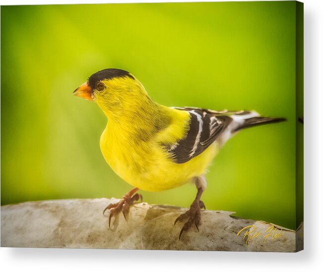 Animals Acrylic Print featuring the photograph Male Goldfinch by Rikk Flohr