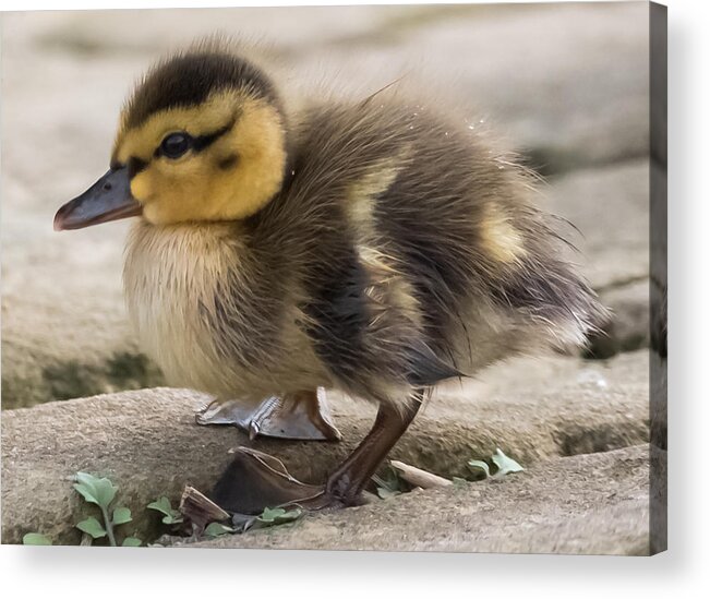 Mallard Acrylic Print featuring the photograph Mallard Duckling by Holden The Moment