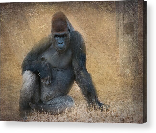 Animal Acrylic Print featuring the photograph Marcus by Carolyn D'Alessandro