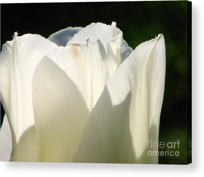 Tulip Acrylic Print featuring the photograph May Queen by Roxy Riou