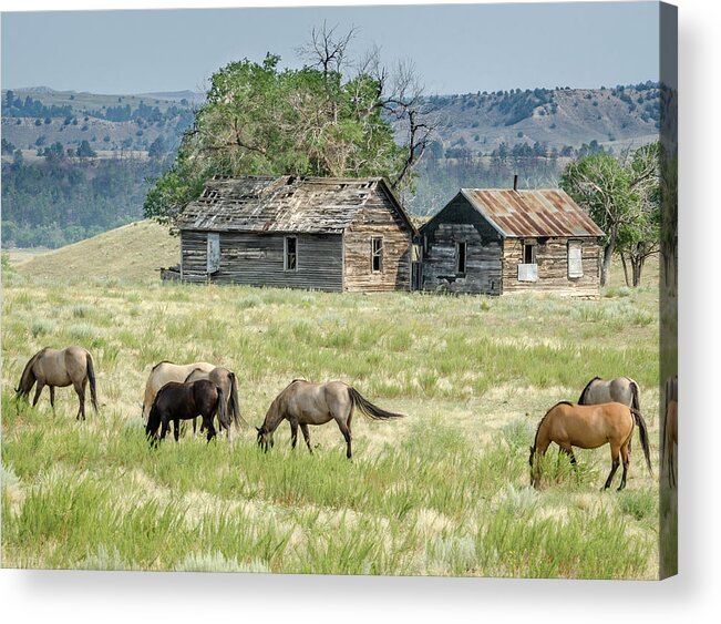Horses Acrylic Print featuring the photograph Mexican Mustangs by Jaime Mercado