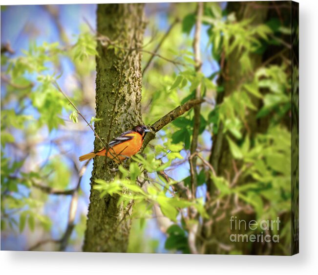 Baltimore Oriole Acrylic Print featuring the photograph Migratory Birds - Baltimore Oriole by Kerri Farley