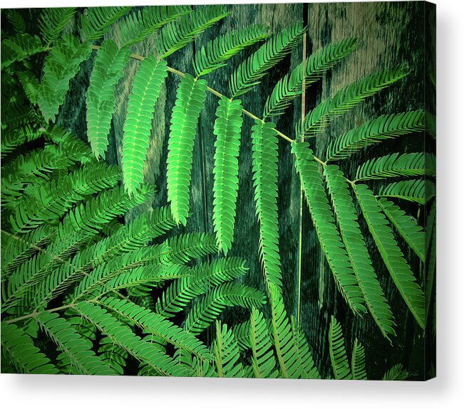Leaves Acrylic Print featuring the photograph Mimosa Tree by Tony Grider
