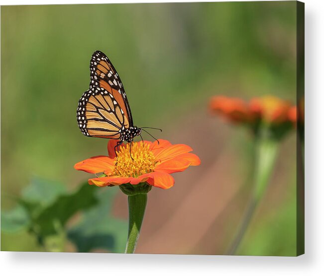 Monarch Butterfly Acrylic Print featuring the photograph Monarch 2018-14 by Thomas Young