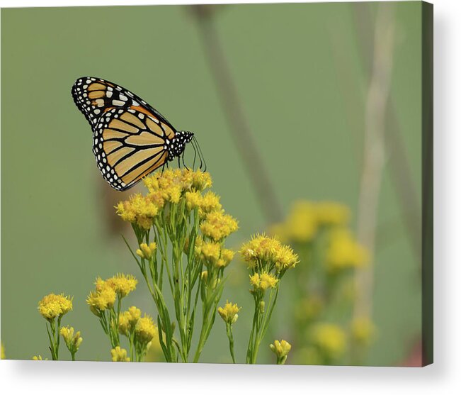 Insect Acrylic Print featuring the photograph Monarch Butterfly by Whispering Peaks Photography