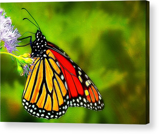 Animals Acrylic Print featuring the photograph Monarch by Maria Coulson
