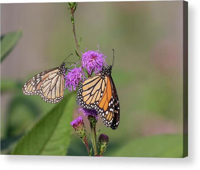 Monarch Butterfly Acrylic Print featuring the photograph Monarchs 2018-1 by Thomas Young