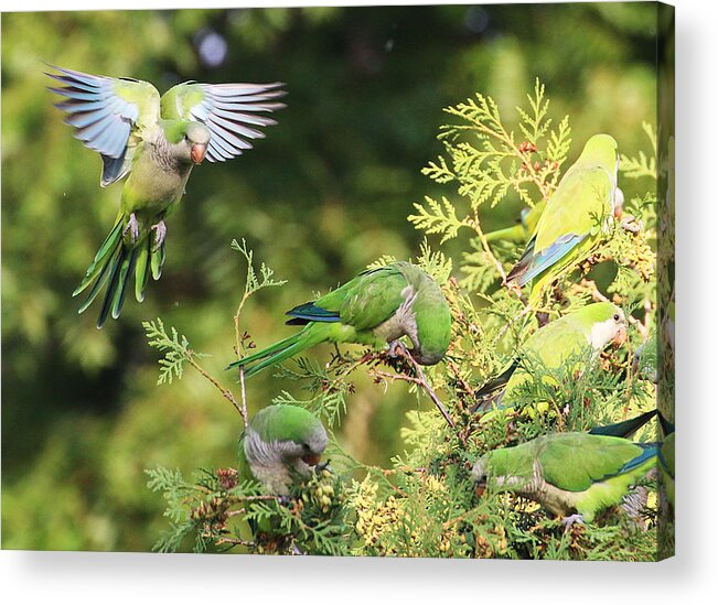 Wildlife Acrylic Print featuring the photograph Monk Parakeets Feeding On Evergreens 1 by William Selander