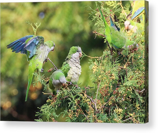 Wildlife Acrylic Print featuring the photograph Monk Parakeets Feeding On Evergreens 2 by William Selander
