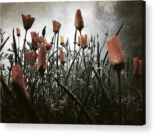 Poppy Acrylic Print featuring the digital art Moody Poppies by Kevyn Bashore