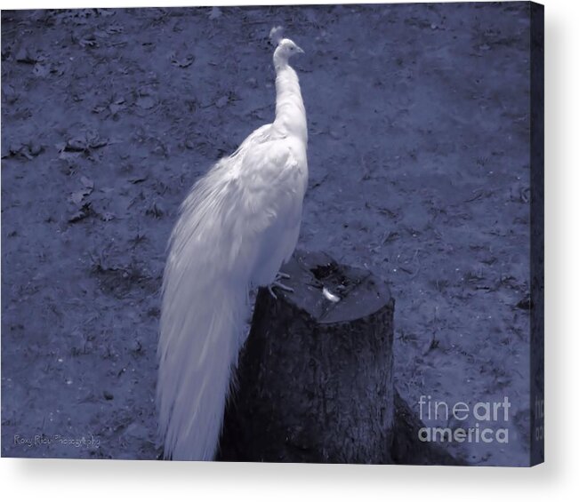 Moonlight Acrylic Print featuring the photograph Moonlit Peacock by Roxy Riou
