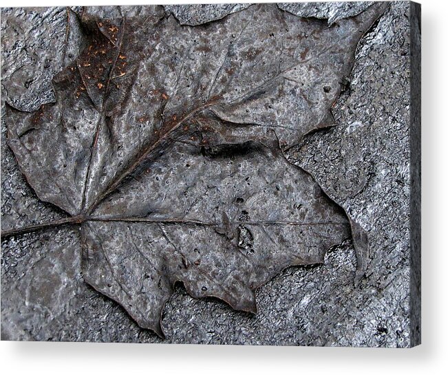 Leaf Acrylic Print featuring the photograph More Consequence than Substance by Char Szabo-Perricelli