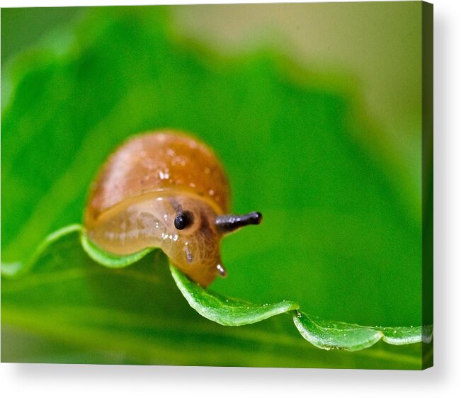 Wall Art Acrylic Print featuring the photograph Morning Snail by Jeffrey PERKINS
