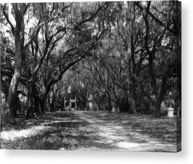 Oaks Acrylic Print featuring the photograph Mossy Oak by Crescent City Collective