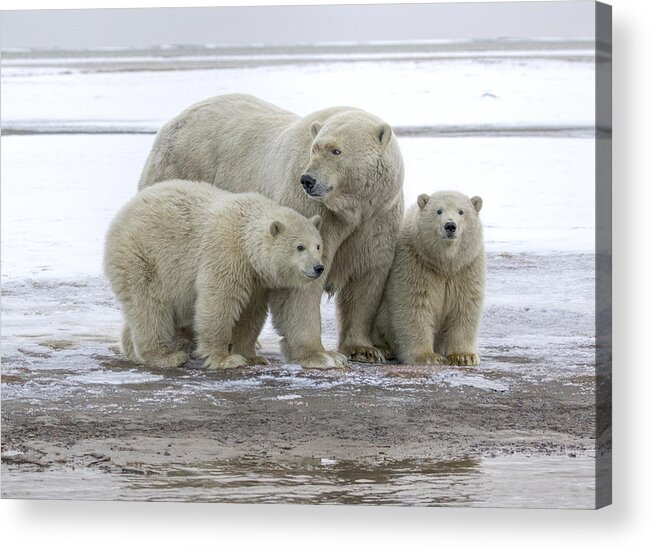 Animal Acrylic Print featuring the photograph Mother and Cubs in the Arctic by Cheryl Strahl