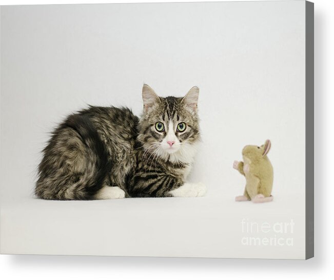 David Schultz Acrylic Print featuring the photograph Ms Alexia and mouse by Irina ArchAngelSkaya
