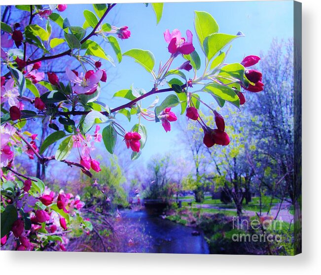 Cherry Blossoms Acrylic Print featuring the photograph Nature Awakening by Sharon Ackley