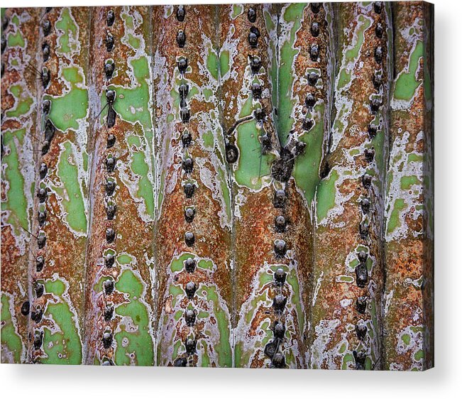 Saguaro Acrylic Print featuring the photograph Nature's Abstract by Elaine Malott
