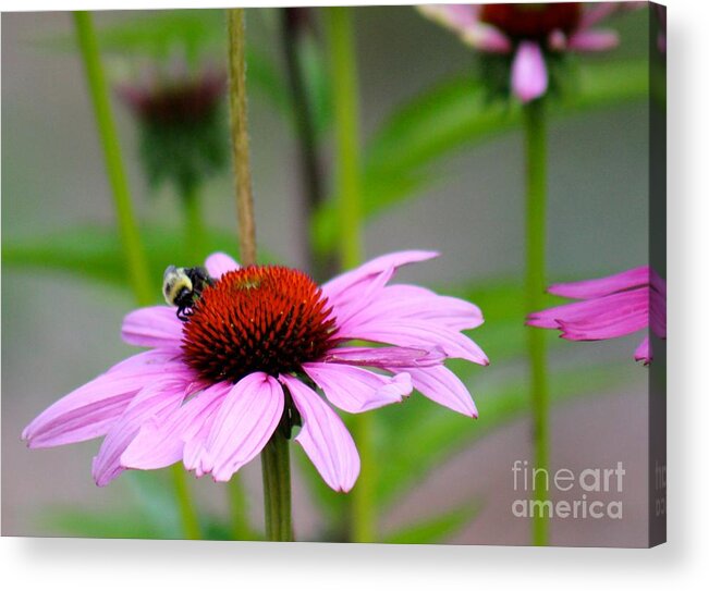 Pink Acrylic Print featuring the photograph Nature's Beauty 90 by Deena Withycombe