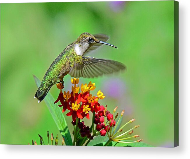 Hummingbird Acrylic Print featuring the photograph Nature's Majesty by Rodney Campbell