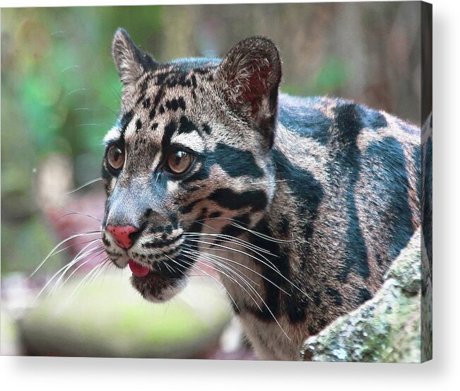 Leopard Acrylic Print featuring the photograph Niran by Gina Fitzhugh